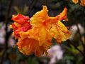 Rhododendron Sunte Nectarine IMG_6544 Azalia